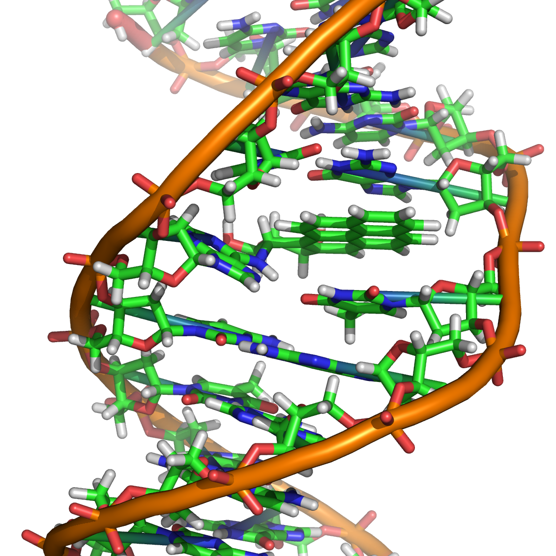 Gene involved in colorectal cancer also causes breast cancer