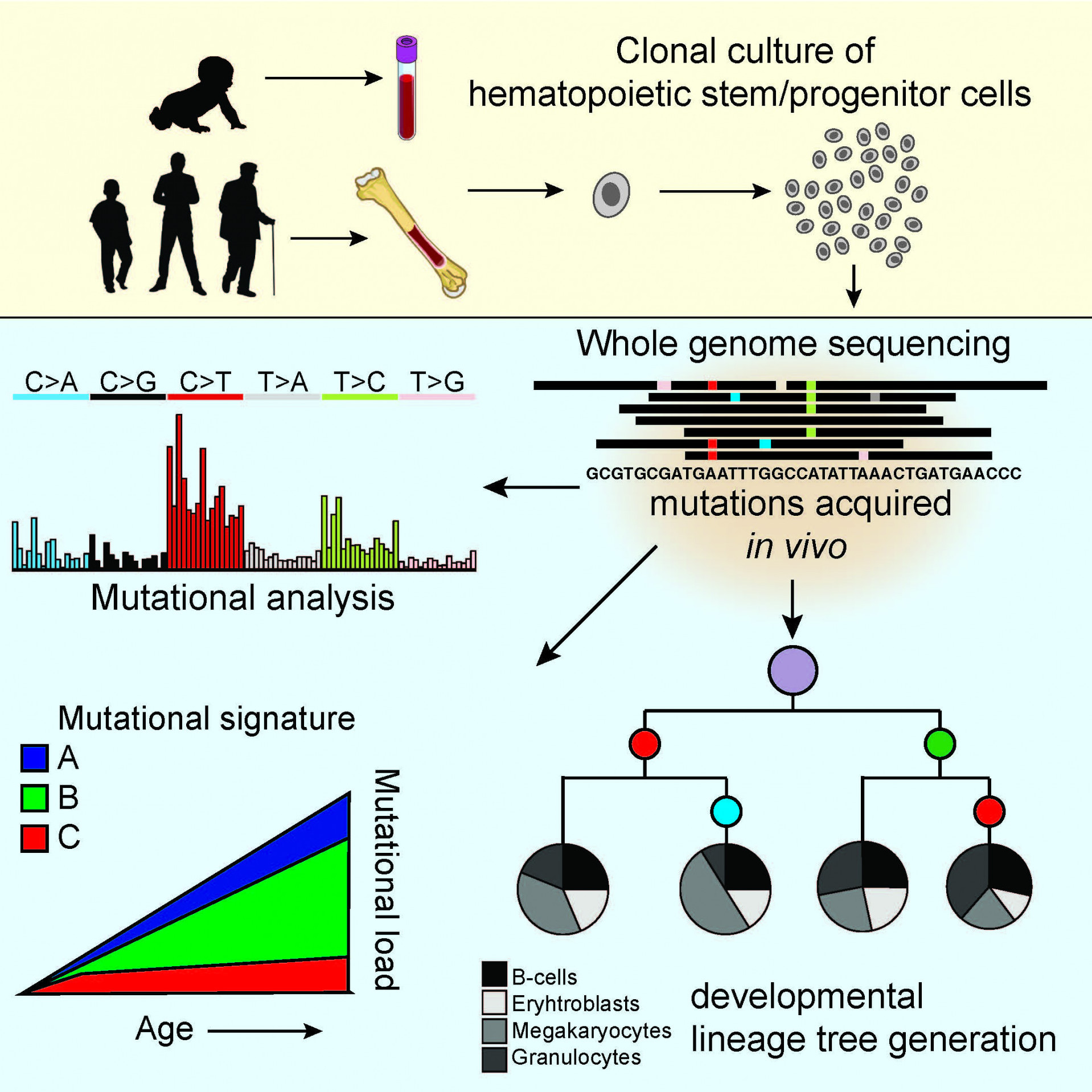 Healthy blood stem cells have as many DNA changes as leukemia