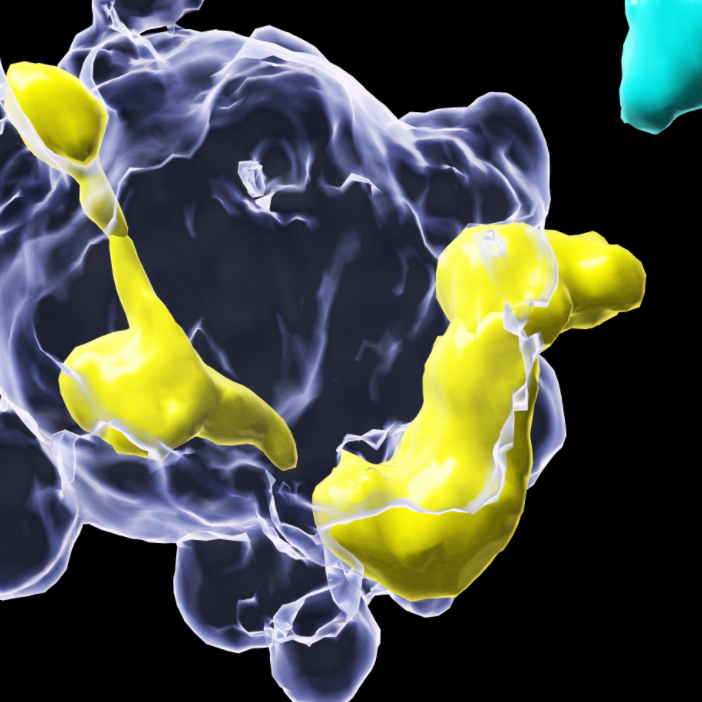 Mode-of-action of T-cell immunotherapies in focus