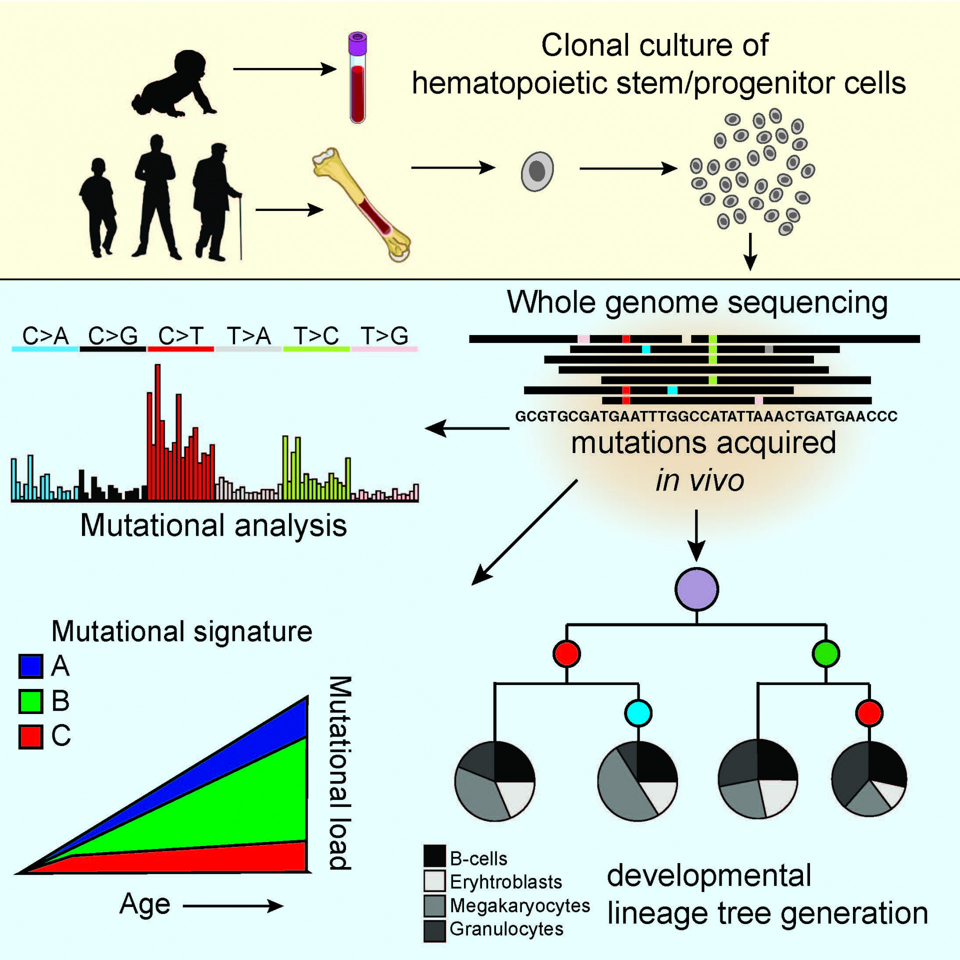Osorio, Rosendahl Huber et al., 2018 Osorio, Rosendahl Huber et al., 2018