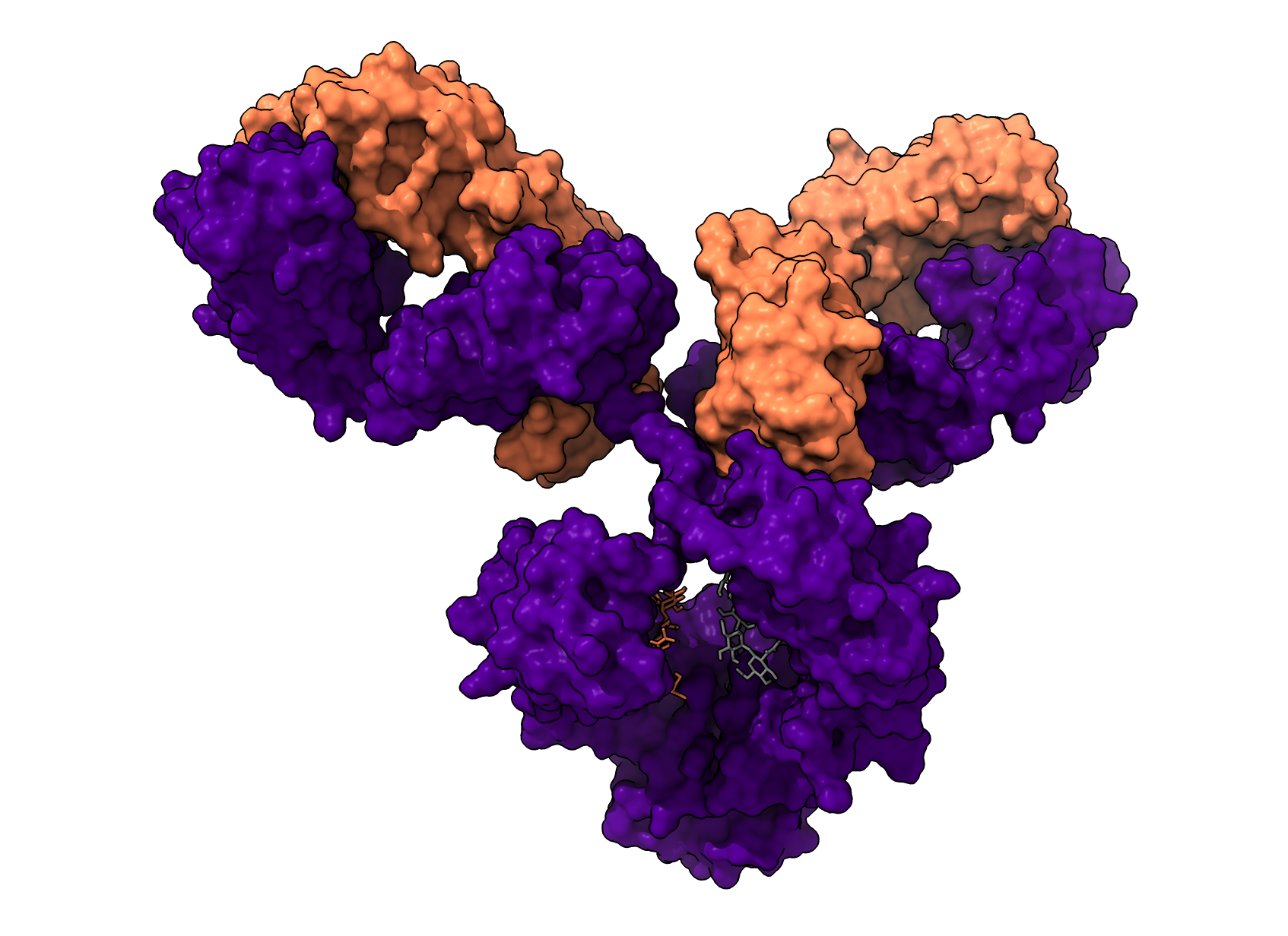 3D structure of an antibody