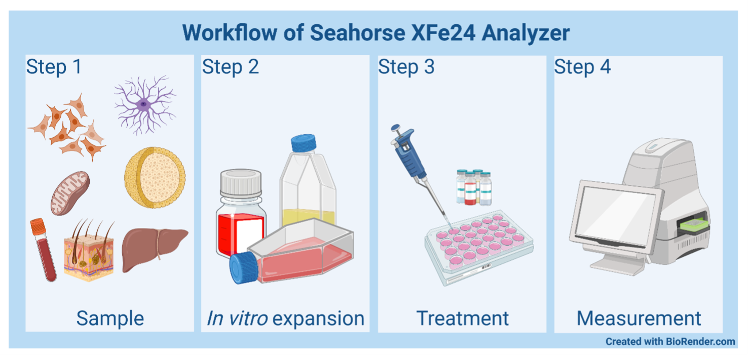 Workflow of Seahorse XFe24 Analyzer